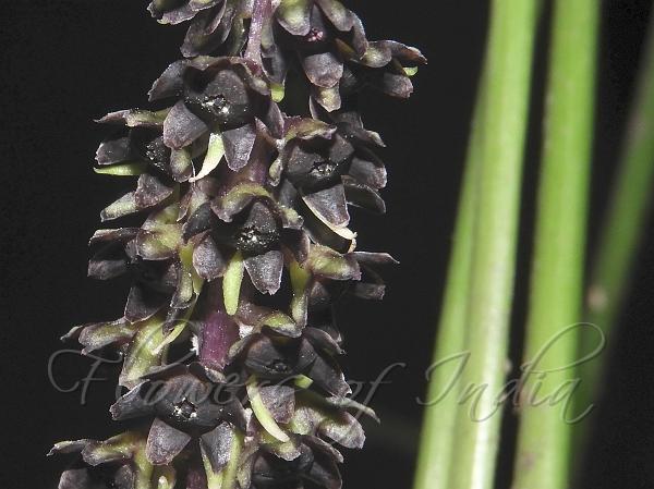 Woody-Root Dark-Flower